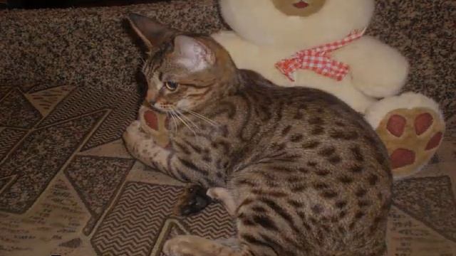 Оцикет кошка — описание породы котов, рыжий котенок смотреть онлайн