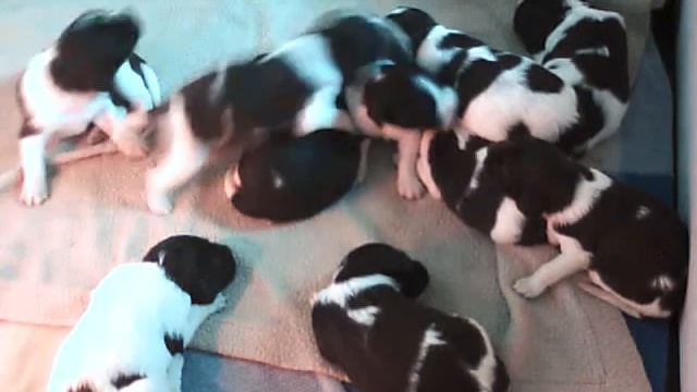 French Spaniel puppies Deux Rives kennel смотреть онлайн