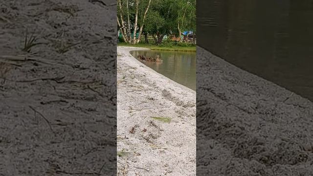 Так близко дикие утки ??? смотреть онлайн