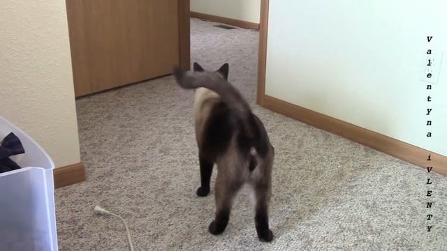 В доме хозяин - Сиамский КОТ ♕ смотреть онлайн