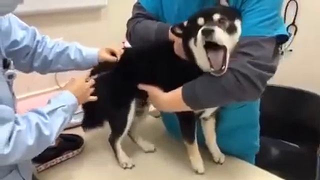 Собачке сделали укол(0+) смотреть онлайн