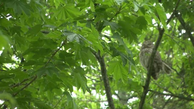 Ural Owl spring season4 | panasonic AG-AC160A смотреть онлайн