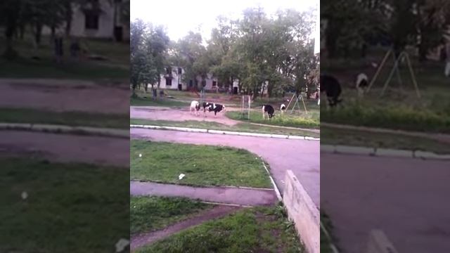 Два молодых бычка меряются силами. смотреть онлайн