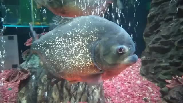 Океанариум.mp4 Джубга 2021г. смотреть онлайн