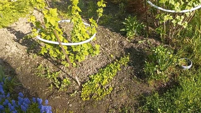 Одуванчики курам/ Холодно/ Защищаем растюхи смотреть онлайн