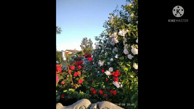 цветение плетистой розы " Нью доун " 2020 ? смотреть онлайн