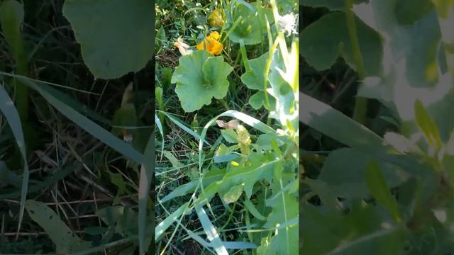 Первое растение тыквы сорта Стофунтовая с изобильным цветами, некоторые завяли Шестого Августа смотреть онлайн
