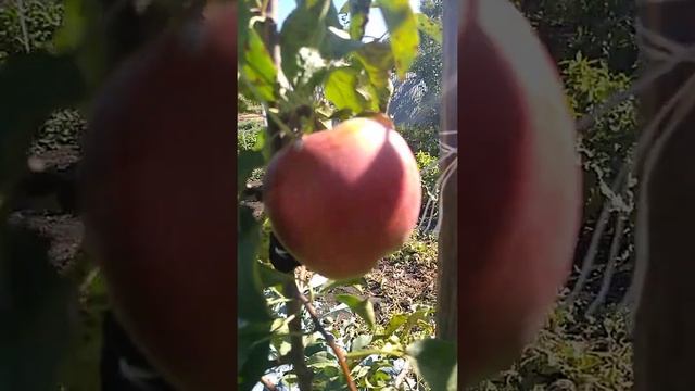 Яблоня Лигол / Apple Ligol смотреть онлайн