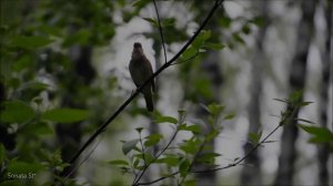 Жанна Бичевская - Пел соловей