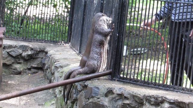 Выдры купаются под струёй воды 29.06.18 смотреть онлайн