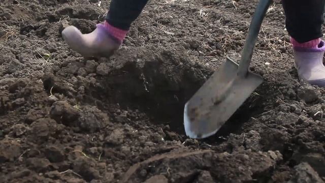 У Вас не растут арбузы? тогда мы идем к Вам! Прививка арбуза на Лагенарию, подробный процесс смотреть онлайн