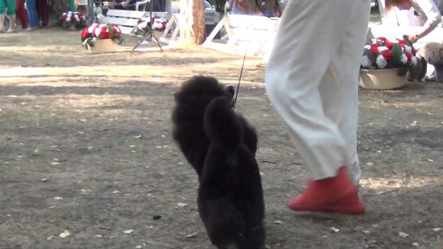 268 Моно пуделей 29.07.2023. Челябинск. Блэк доминанта Хава Нагила смотреть онлайн