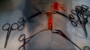 Стерилизация кошки