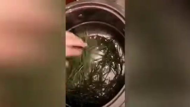 Чай из сосновой хвои, мастер класс смотреть онлайн