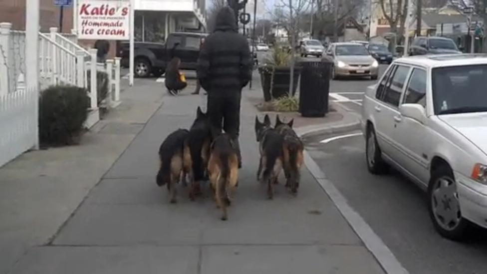 Парень выгуливает стаю овчарок смотреть онлайн