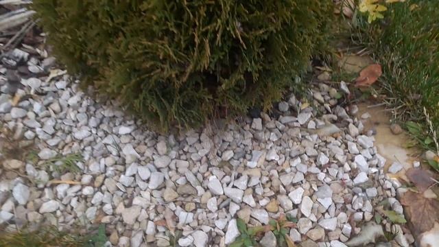 Барбарис Грин карпет. Сеянцы туи. смотреть онлайн