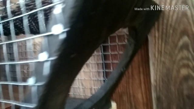 Поставил ловушки на непрошенных гостей. смотреть онлайн