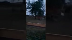 телочки/нетели/коровы порода Джерси возраст от 10 до 1.5 цена 150 тысяч тел.89614444889 Владимир