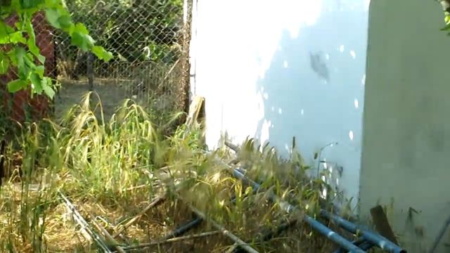 (272) на даче павлины и утка смотреть онлайн