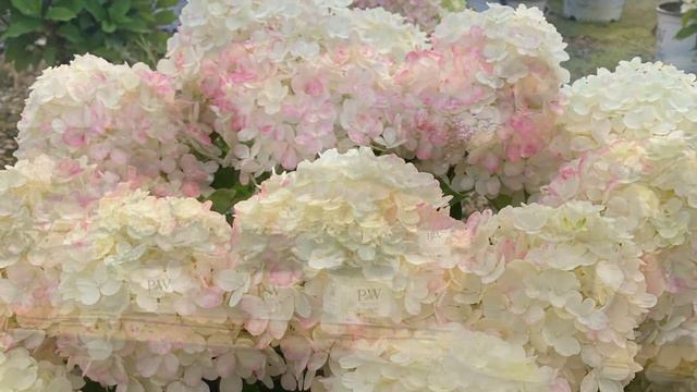 PLANTHEADS - Hydrangea Fast Favorites смотреть онлайн