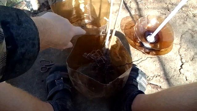 дача  лайфхак как посадить малину из пластиковые кеги у нас был мороз нету кабачков 14 10 2023