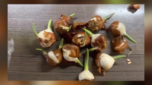 Можно ли садить Тюльпаны Весной. Секреты посадки Pink Star и Rose/Rosa. Тюльпаны в кашпо.