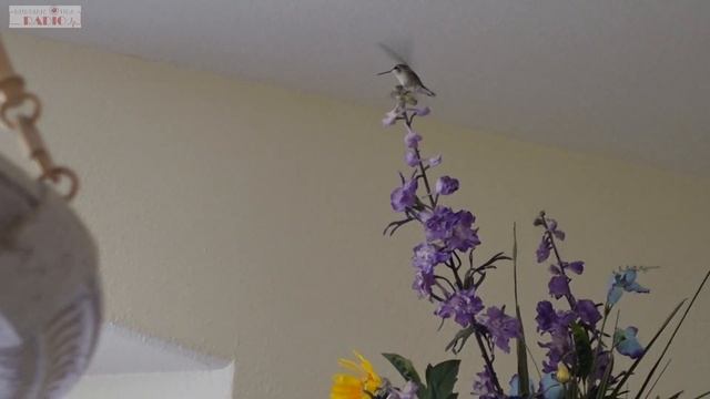 Калибри у меня Дома Лас Вегас 2022 смотреть онлайн