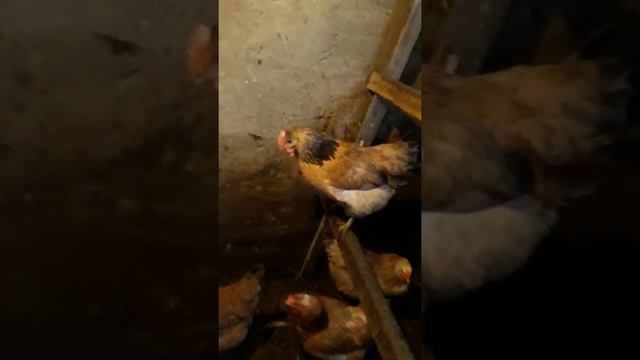 Зелёные яйца у кур.Почему?Вот вопрос??? смотреть онлайн