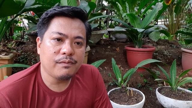 FACTS ABOUT SPATHIPHYLLUM SENSATION | Spathiphyllum Sensation Basic Care And Propagation.