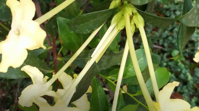 Ароматната нощна принцеса - Brunfelsia lady of the night! Храст за отглеждане в саксия! смотреть онлайн