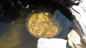 ?Мини пруд с Нимфеями в саду ?Посадка и цветение Кувшинок