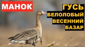 ?ГОЛОС (МАНОК) ГУСЬ БЕЛОЛОБЫЙ ВЕСЕННИЙ БАЗАР