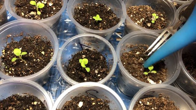 Уход за петуньей после всходов смотреть онлайн