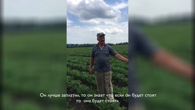 #абако #морковь Абако отзив с полей смотреть онлайн