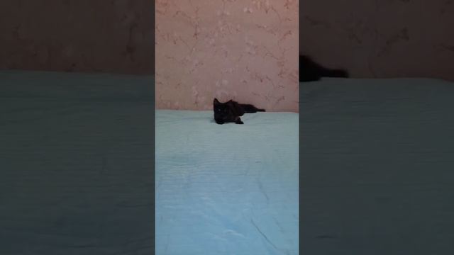 Мейн кун мальчик 4 месяца смотреть онлайн