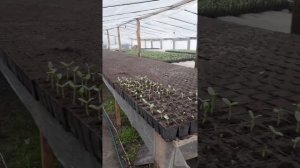 рассада, пекировка дыни в 25 кассету