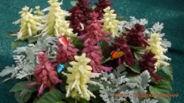 Сальвия обыкновенная Неро Микс ? сальвия Неро Микс обзор: как сажать семена сальвии Неро Микс