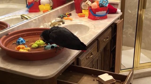 ??Einstein Parrot LIVE! 1/2/22 Happy New Year! смотреть онлайн