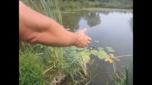 КАК И ЧЕМ КОРМИТЬ РЫБУ В  ПРУДУ?