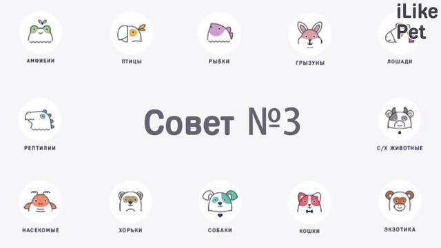 5 советов, как подготовиться к поездке на дачу с собакой смотреть онлайн