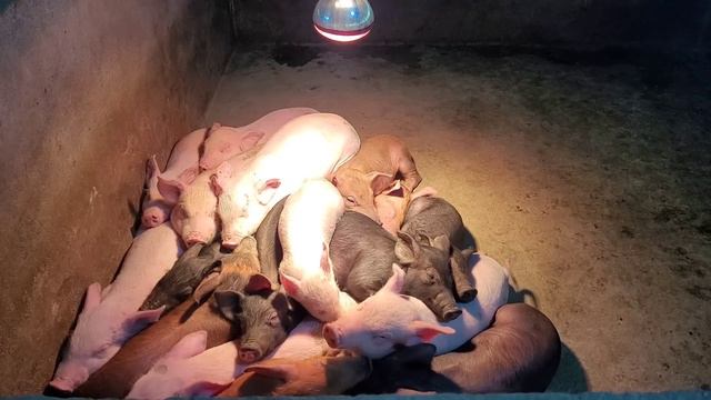 Chop firewood, cook bran. Caring for pigs to gain weight fast. (Episode 107). смотреть онлайн
