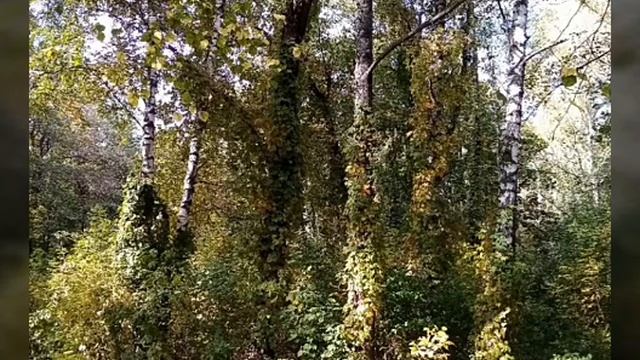 ШИФТИНГ СКРИПТ ЗАРИСОВКА для улучшения качества сна ЧТО ЭТО и КАК СДЕЛАТЬ ? смотреть онлайн