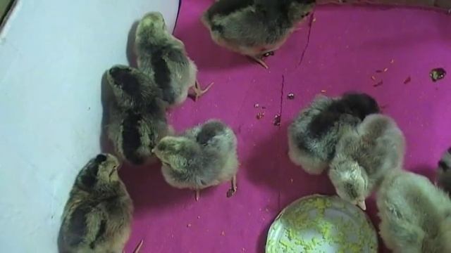 Цыплята породы Легбар. //Chickens breed Legbar. смотреть онлайн