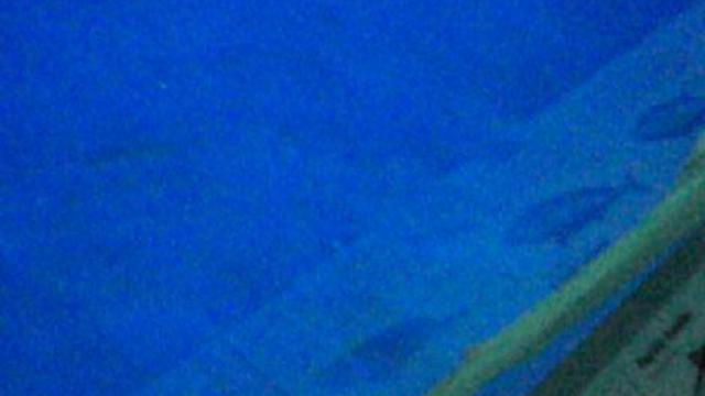 монтерей. аквариум 043 смотреть онлайн