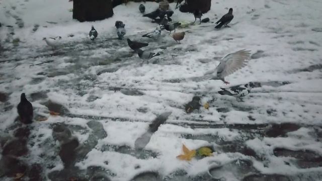 гули гули смотреть онлайн