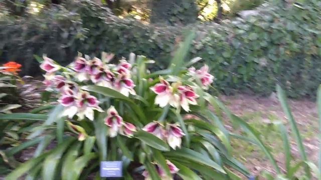 What's The Best Hippeastrum? Hippeastrum Papilio - Butterfly Amaryllis. Trish. The Gong Gardener.