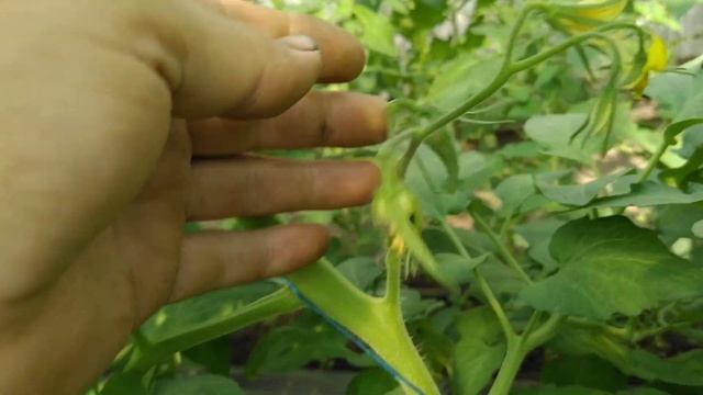 Розовый Спам + пробники  от райк цван 915, 916 и TL 19304от сакуры