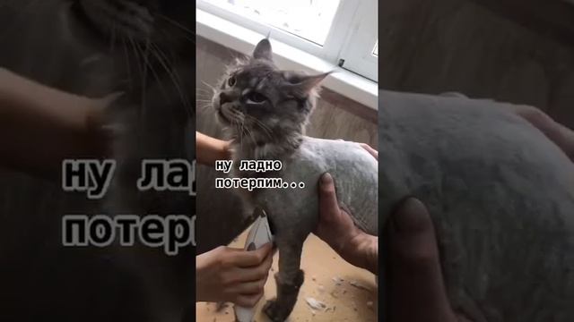 #груминг #кот #мейнкун #cat #стрижка #fyp #foryou смотреть онлайн