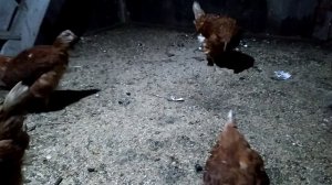 Куры-несушки. Что делать если куры начали клевать друг друга?