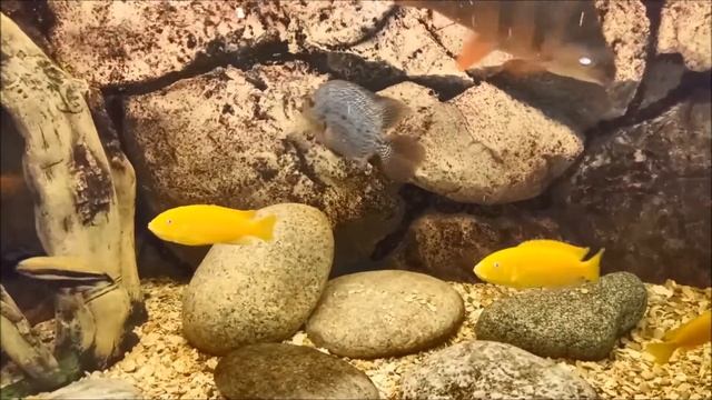 О чем скорбели пескари? - Стихи Виктора Сосноры поет Елена Новикова. смотреть онлайн